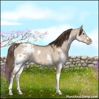 Horse Color:Liver Red Dun Sabino Splash Appaloosa