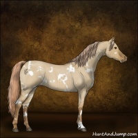 Horse Color:White Spotted Chocolate Palomino Roan Dun 