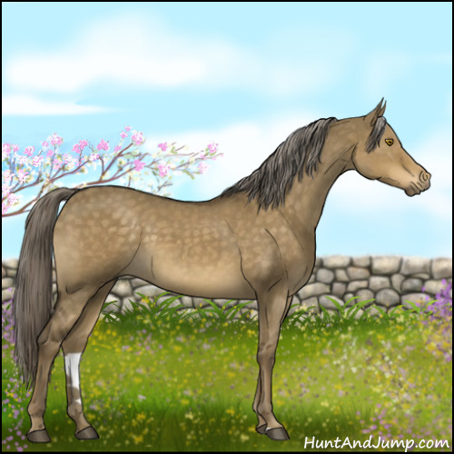 Horse Color:Chocolate Palomino Dun Sabino 