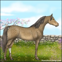 Horse Color:Chocolate Palomino Dun Sabino 
