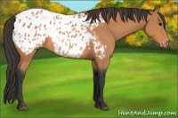 Horse Color:Bay Appaloosa 