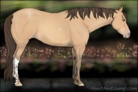 Horse Color:Amber Champagne 