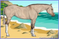 Horse Color:Silver Bay Dun