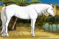 Horse Color:Gold Champagne Appaloosa  and Gold Champagne Appaloosa 