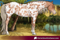 Horse Color:Gold Champagne Near Leopard  and Gold Champagne Near Leopard 