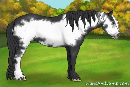 Horse Color:Black Frame 