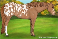Horse Color:Chestnut Blanket 