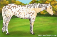 Horse Color:Palomino Appaloosa Rabicano  and Chestnut Appaloosa Rabicano 