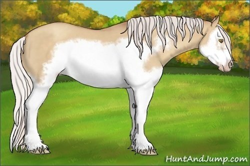 Horse Color:Silver Classic Champagne Dun Splash Frame 