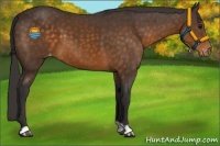 Horse Color:Buckskin Varnish 