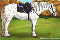 Horse Color:Chestnut Appaloosa 