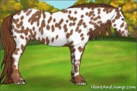 Horse Color:Chestnut Near Leopard