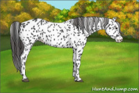 Horse Color:Black Appaloosa