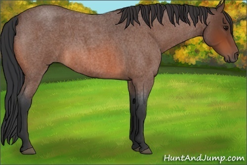 Horse Color:Bay Roan Rabicano 