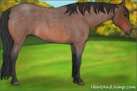 Horse Color:Bay Roan Rabicano
