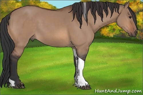 Horse Color:Bay Dun Tobiano Rabicano
