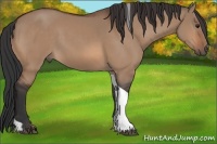 Horse Color:Bay Dun Tobiano Rabicano 