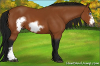 Horse Color:Gray Bay Frame