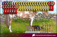 Horse Color:White Spotted Liver Chestnut Pearl 
