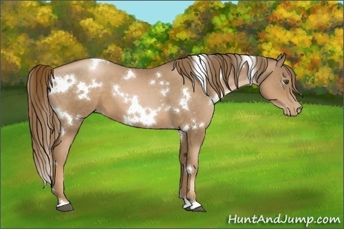 Horse Color:White Spotted Liver Chestnut Pearl 