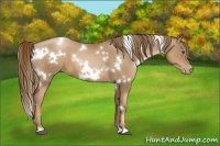 Horse Color:White Spotted Liver Chestnut Pearl 