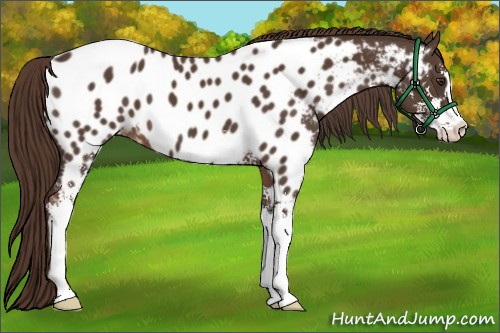 Horse Color:Liver Chestnut Sabino Near Leopard 