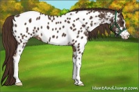 Horse Color:Liver Chestnut Sabino Near Leopard