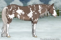 Horse Color:White Spotted Silver Blue Roan Splash 