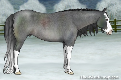 Horse Color:Blue Roan Splash
