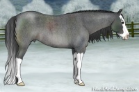 Horse Color:Blue Roan Splash 
