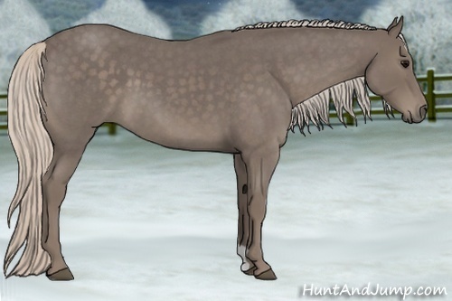 Horse Color:Silver Blue Roan 