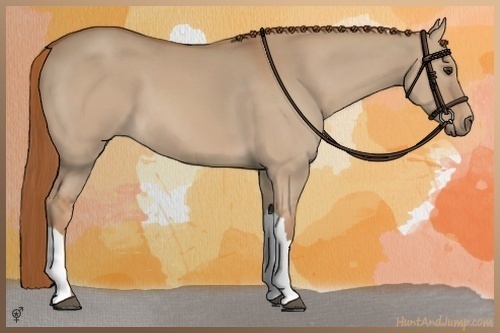 Horse Color:Red Dun 