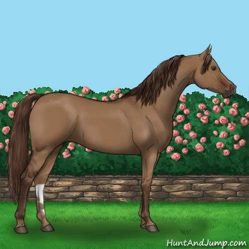 Horse Color:Gray Red Dun 