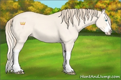 Horse Color:Perlino Roan Splash