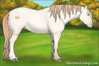 Horse Color:Amber Cream Champagne Roan Pearl Dun Rabicano 