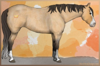 Horse Color:Buckskin Roan Splash Rabicano 