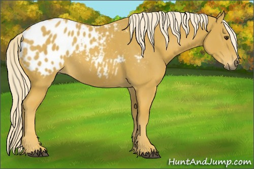 Horse Color:Gray Palomino Appaloosa 