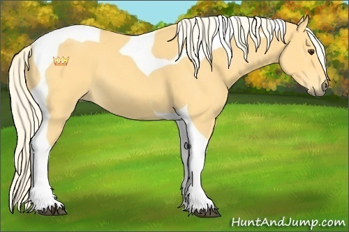 Horse Color:Palomino Tobiano 
