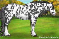 Horse Color:White Spotted Blue Roan Splash Frame Appaloosa