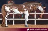 Horse Color:Liver Chestnut Splash 