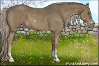 Horse Color:Chocolate Palomino Sabino