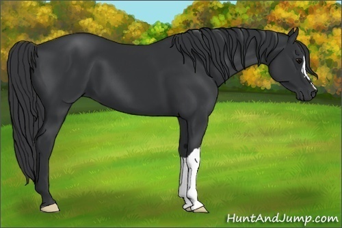Horse Color:Black 
