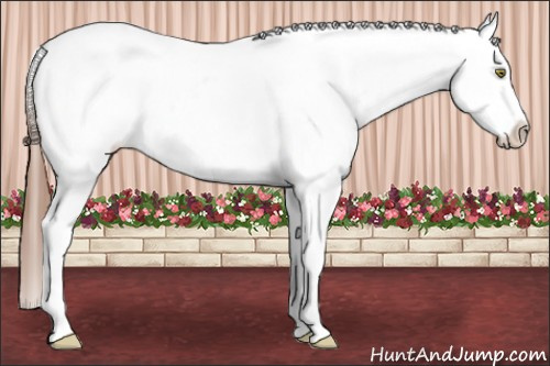 Horse Color:Chestnut Splash Tobiano Appaloosa