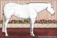 Horse Color:Chestnut Splash Tobiano Appaloosa 