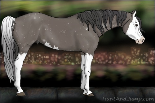Horse Color:Smoky Grullo Splash