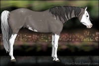 Horse Color:Smoky Grullo Splash 