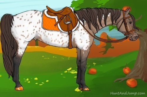 Horse Color:Bay Dun Near Leopard 