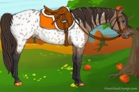 Horse Color:Bay Dun Near Leopard 