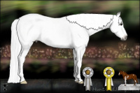Horse Color:Gray Bay Roan Sabino Splash Frame Appaloosa 