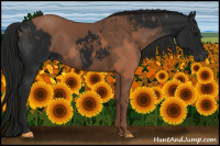 Horse Color:Gray Black 